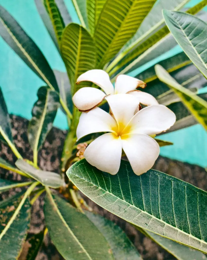 Kampung Batik Laweyan