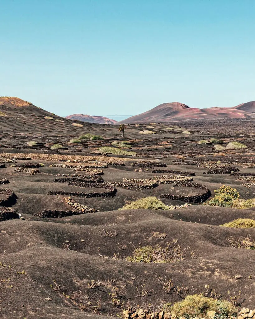 La Geria coltivazione delle viti