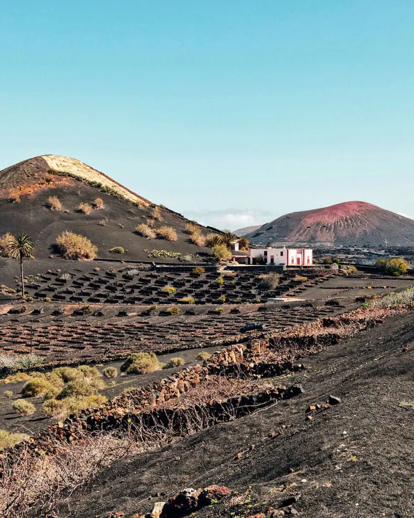 Produzione di Vino a Lanzarote