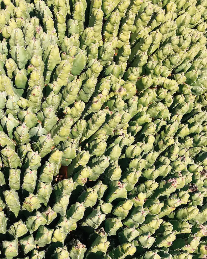 Particolare cactus ai Jardin de Cactus