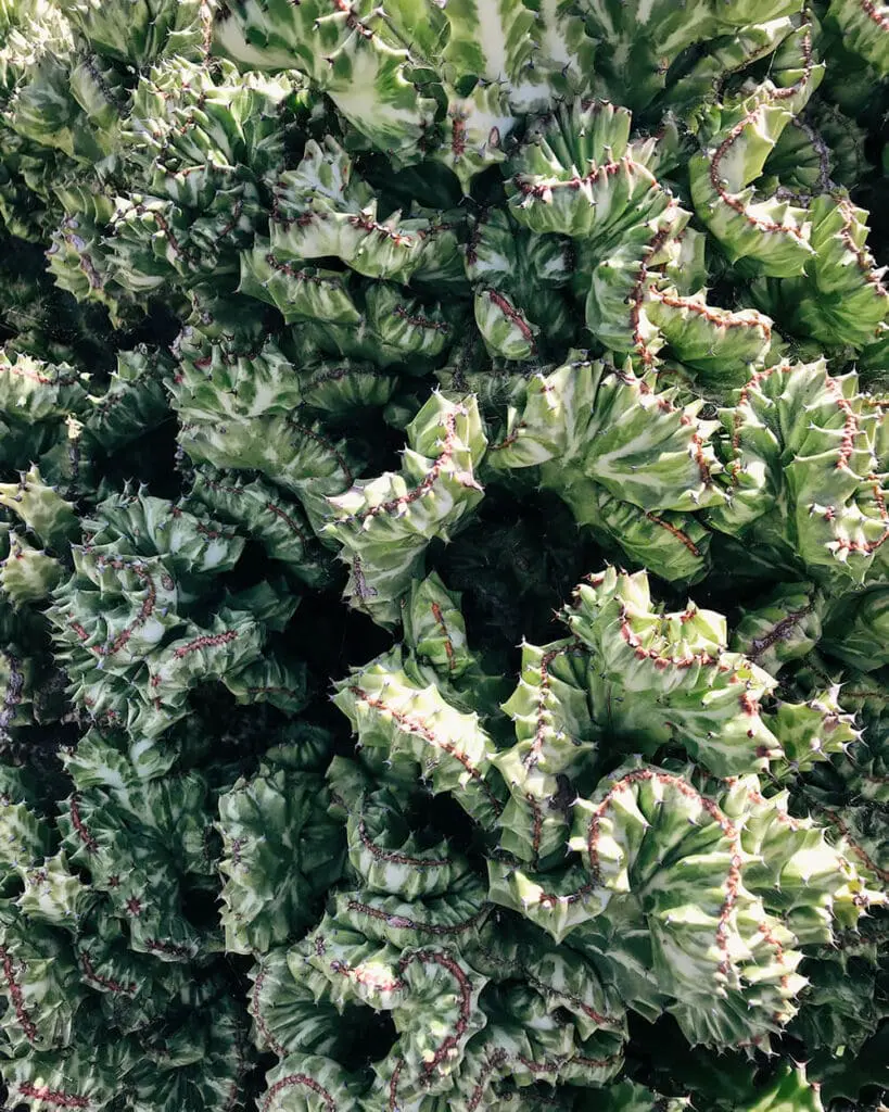 Particolare cactus ai Jardin de Cactus