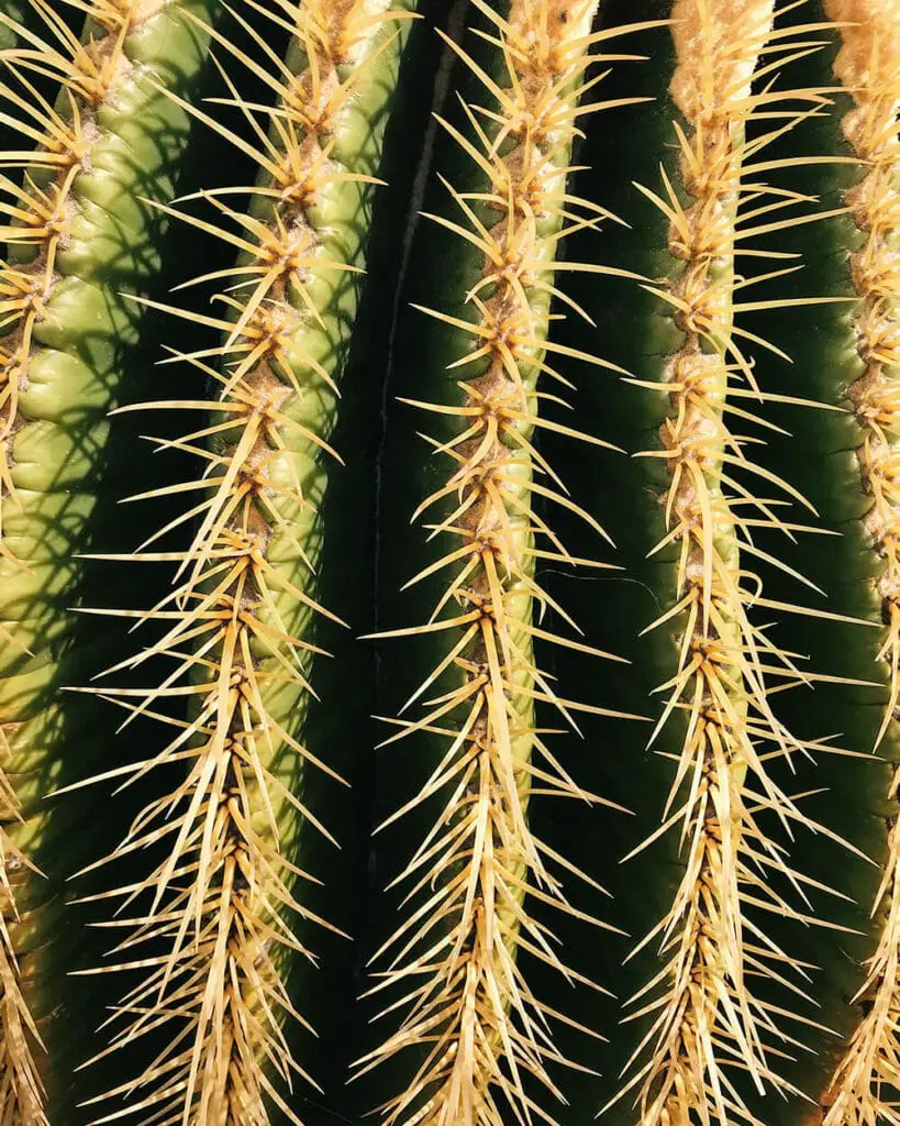 Particolare cactus ai Jardin de Cactus