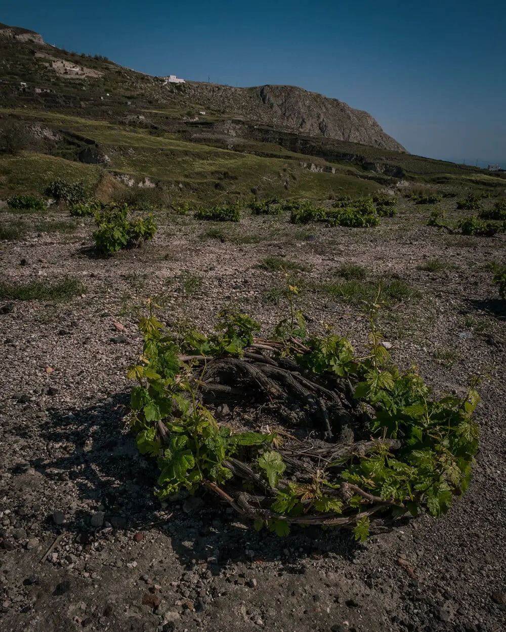Vitigno a Santorini