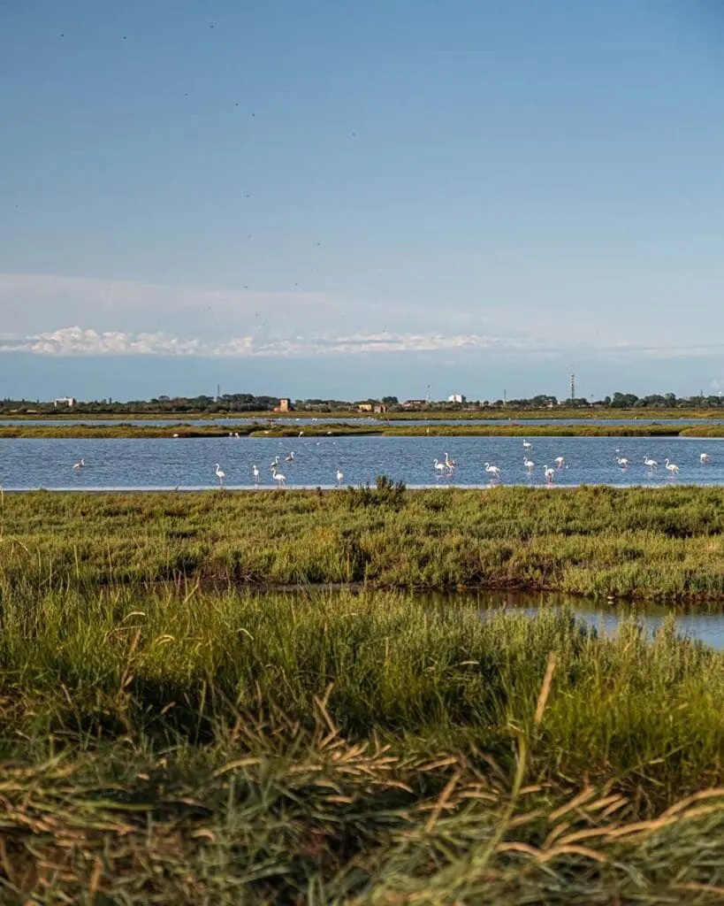 Fenicotteri Valli di Comacchio