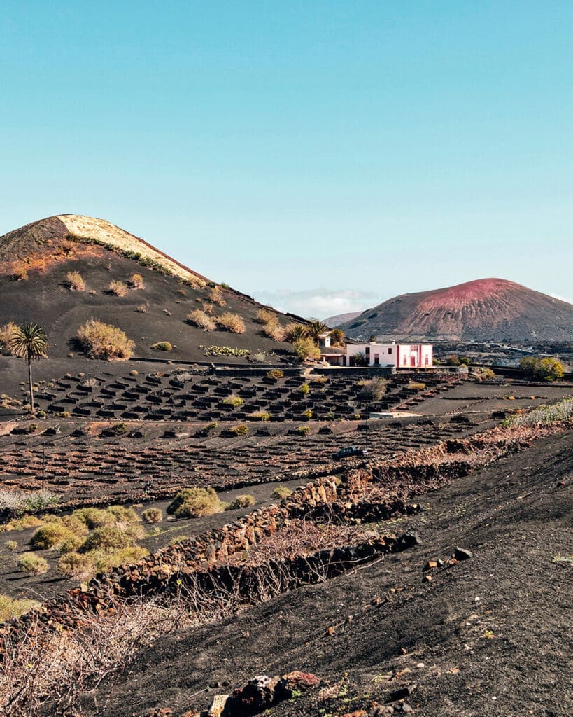 Produzione di Vino a Lanzarote