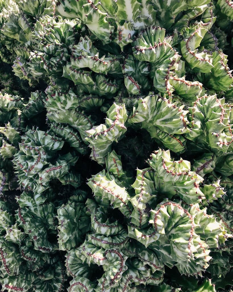 Particolare cactus ai Jardin de Cactus