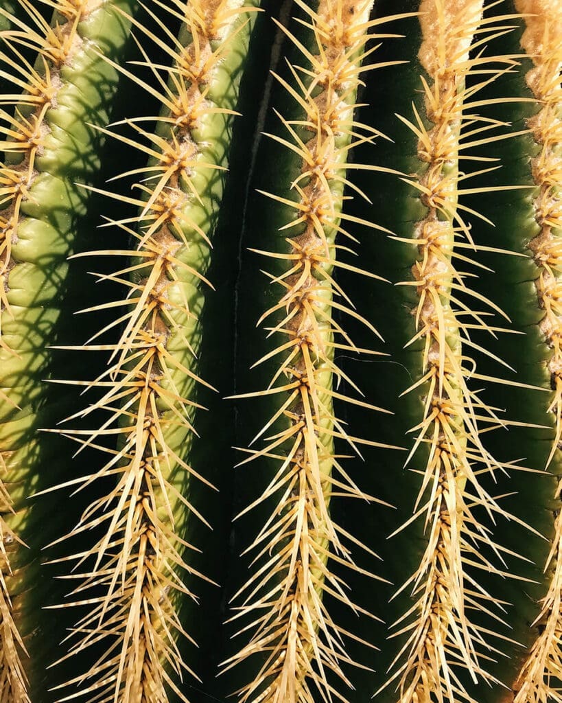 Particolare cactus ai Jardin de Cactus